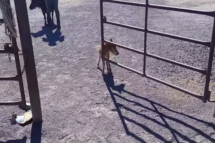 Sammy, com apenas três dias de vida 