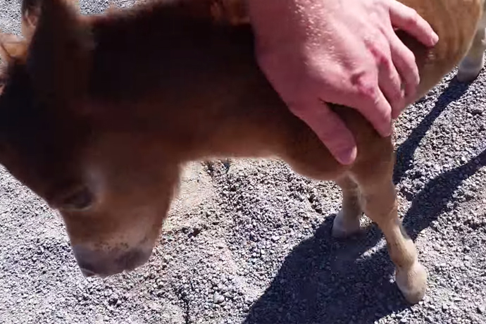 Sammy, com apenas três dias de vida 