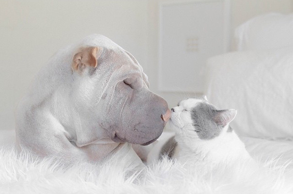 O Shar Pei Paddington e o gato Butler são inseparáveis