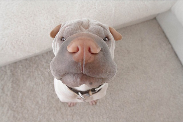 O Shar Pei Paddington e o gato Butler são inseparáveis