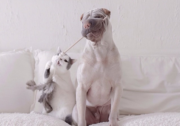 O Shar Pei Paddington e o gato Butler são inseparáveis