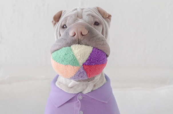 O Shar Pei Paddington e o gato Butler são inseparáveis