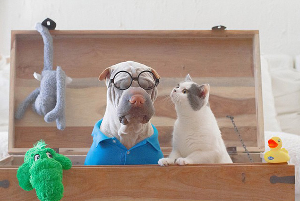 O Shar Pei Paddington e o gato Butler são inseparáveis