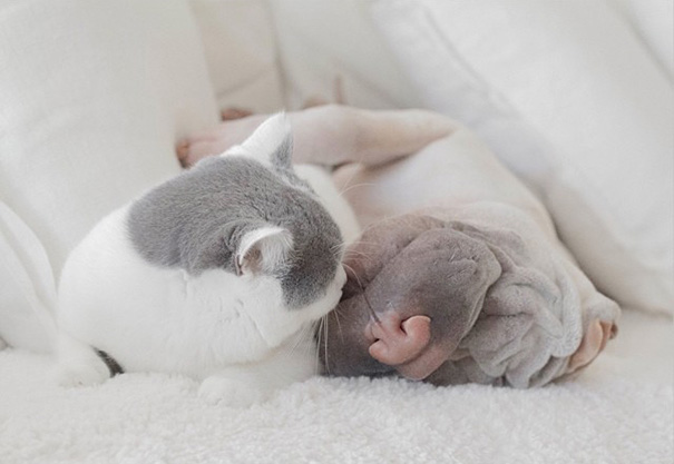 O Shar Pei Paddington e o gato Butler são inseparáveis