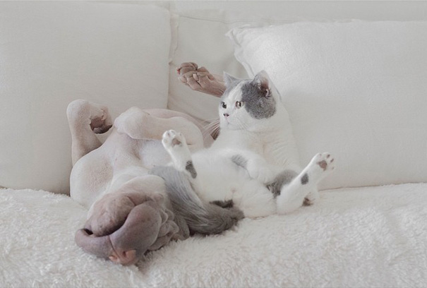 O Shar Pei Paddington e o gato Butler são inseparáveis