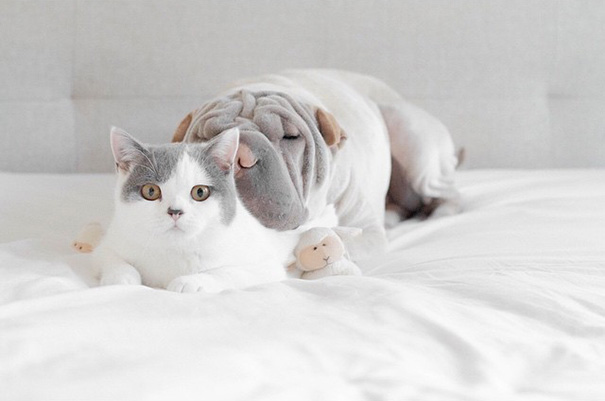 O Shar Pei Paddington e o gato Butler são inseparáveis