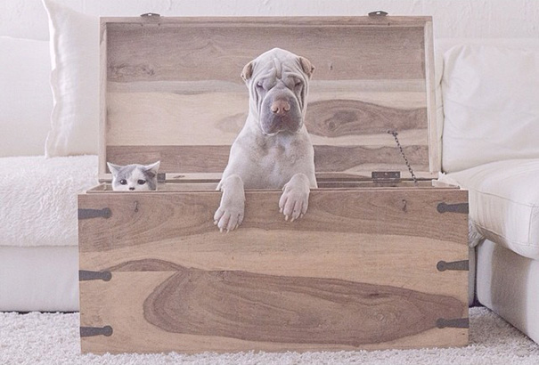 O Shar Pei Paddington e o gato Butler são inseparáveis