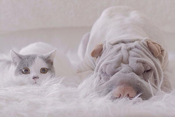 O Shar Pei Paddington e o gato Butler são inseparáveis