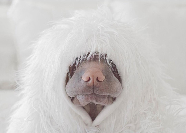 O Shar Pei Paddington e o gato Butler são inseparáveis