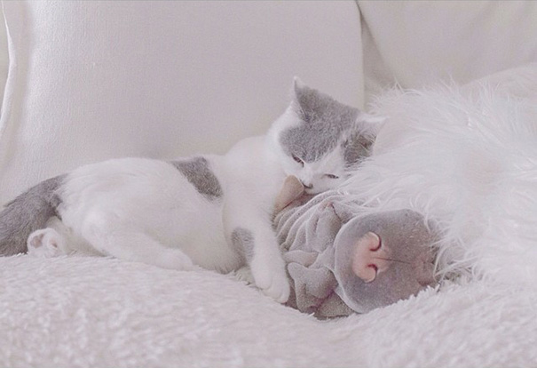 O Shar Pei Paddington e o gato Butler são inseparáveis