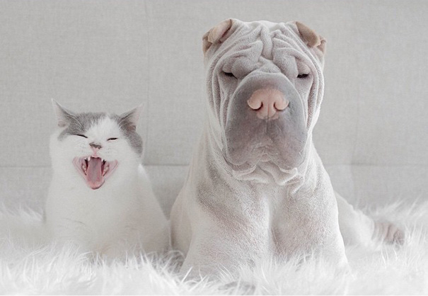 O Shar Pei Paddington e o gato Butler são inseparáveis