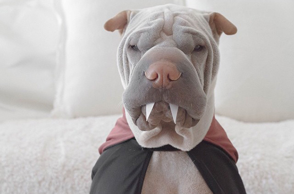 O Shar Pei Paddington e o gato Butler são inseparáveis