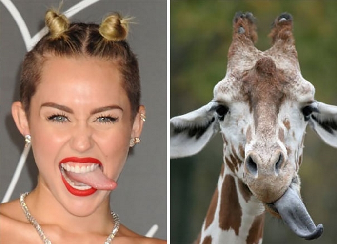 A língua da Miley Cyrus e a língua de uma girafa