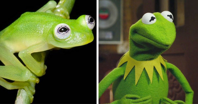 Um sapo normal e um sapo superstar dos Muppets chamado Caco