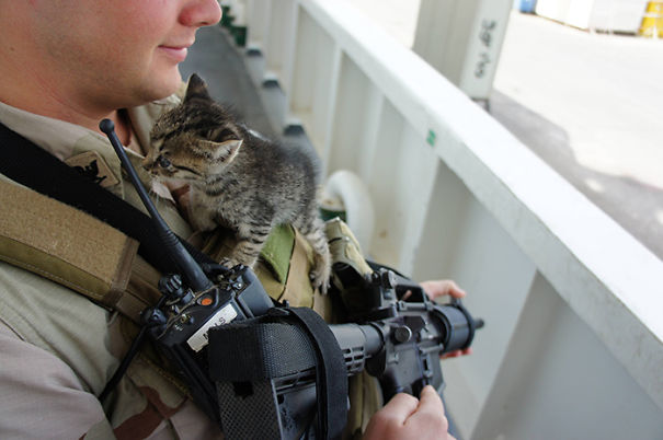 Soldado posa com gato durante a guerra