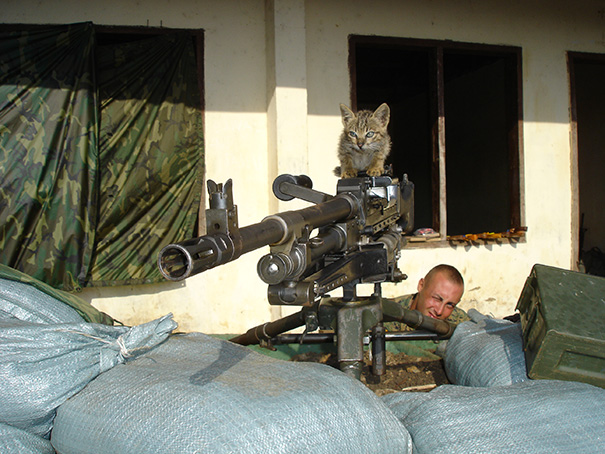 Soldado posa com gato durante a guerra