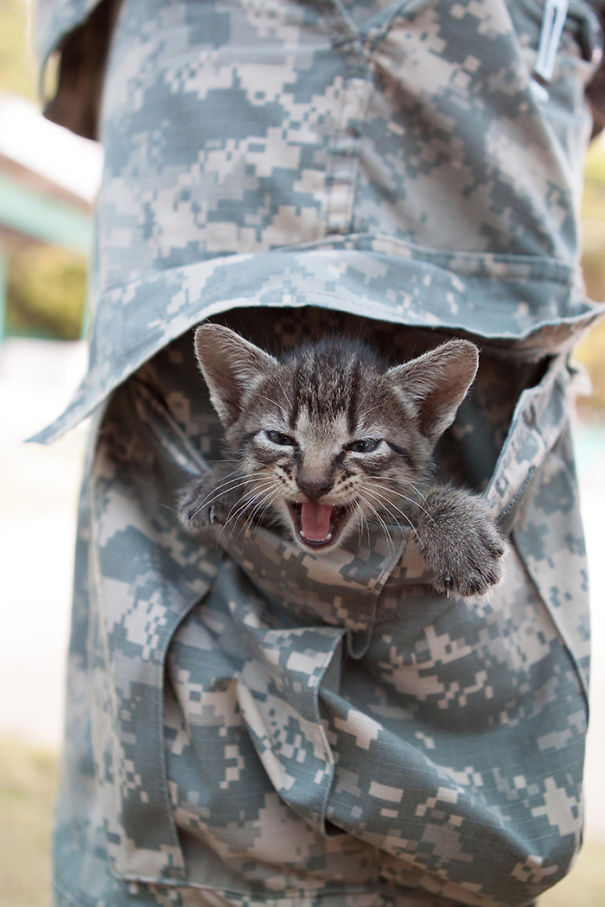 Soldado posa com gato durante a guerra