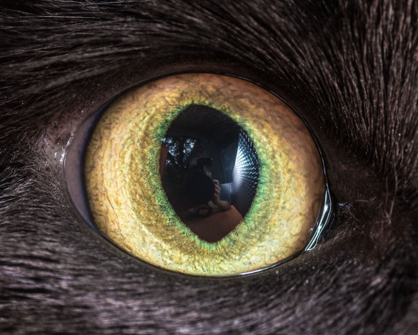 Andrew Marttila é especialista em clicar gatos e já fotografou felinos famosos como Grumpy Cat, Lil Bub e Pudge