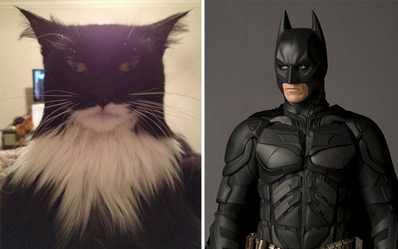 Um batgato e um Batman