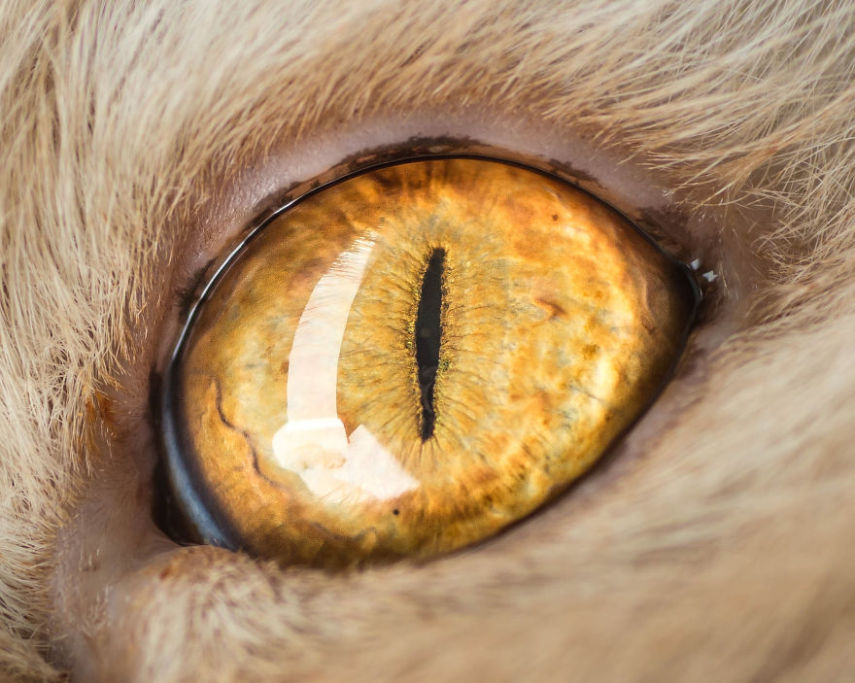 Andrew Marttila é especialista em clicar gatos e já fotografou felinos famosos como Grumpy Cat, Lil Bub e Pudge