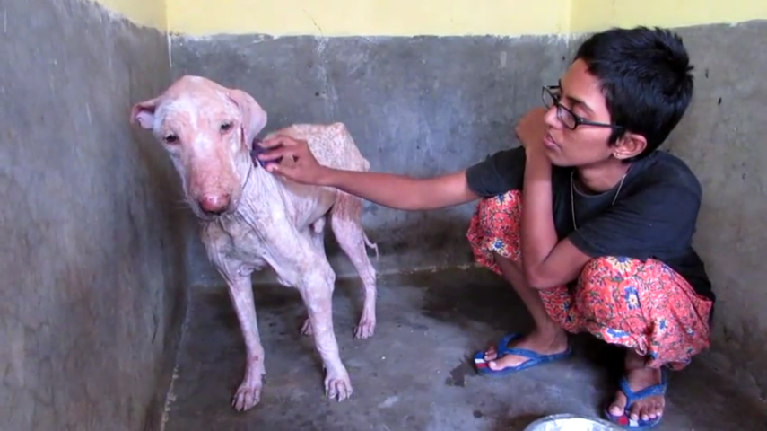 Deixado à própria sorte, o cão foi recolhido pela Animal Aid Unlimited e teve uma ótima recuperação