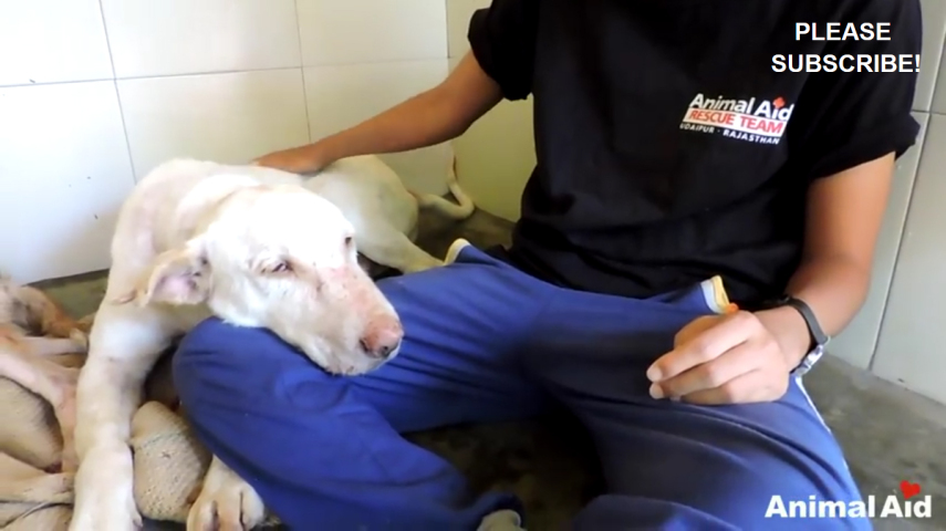 Deixado à própria sorte, o cão foi recolhido pela Animal Aid Unlimited e teve uma ótima recuperação