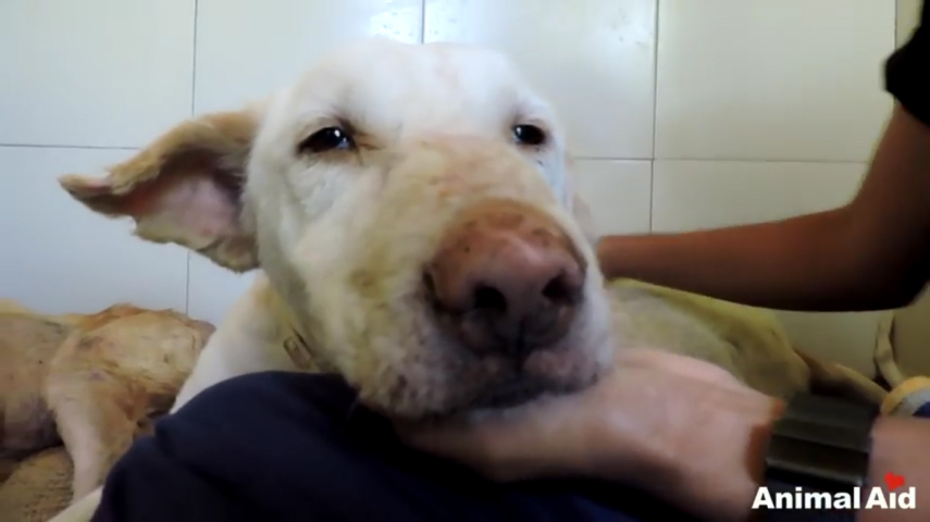 Deixado à própria sorte, o cão foi recolhido pela Animal Aid Unlimited e teve uma ótima recuperação