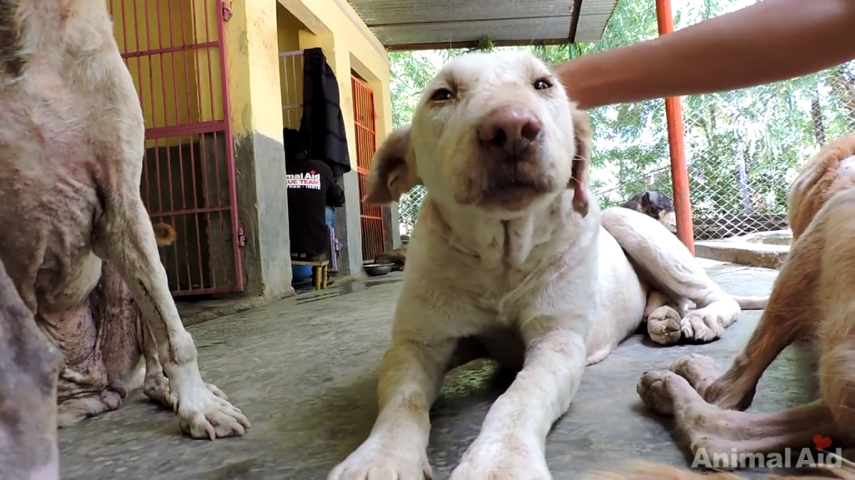 Deixado à própria sorte, o cão foi recolhido pela Animal Aid Unlimited e teve uma ótima recuperação