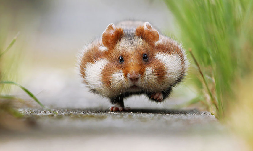 Sempre fofos, os hamsters são tão bonitinhos que dá vontade de apertar