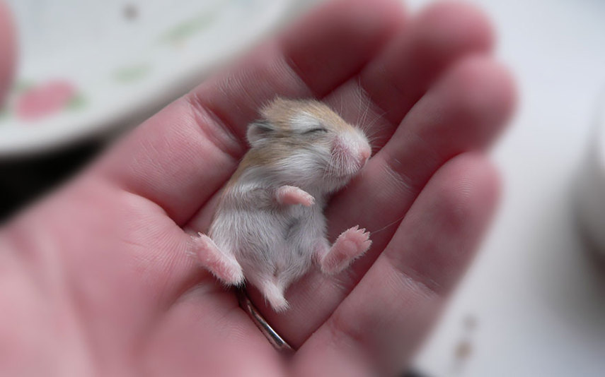 Sempre fofos, os hamsters são tão bonitinhos que dá vontade de apertar