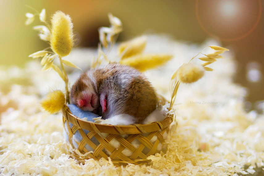 Sempre fofos, os hamsters são tão bonitinhos que dá vontade de apertar