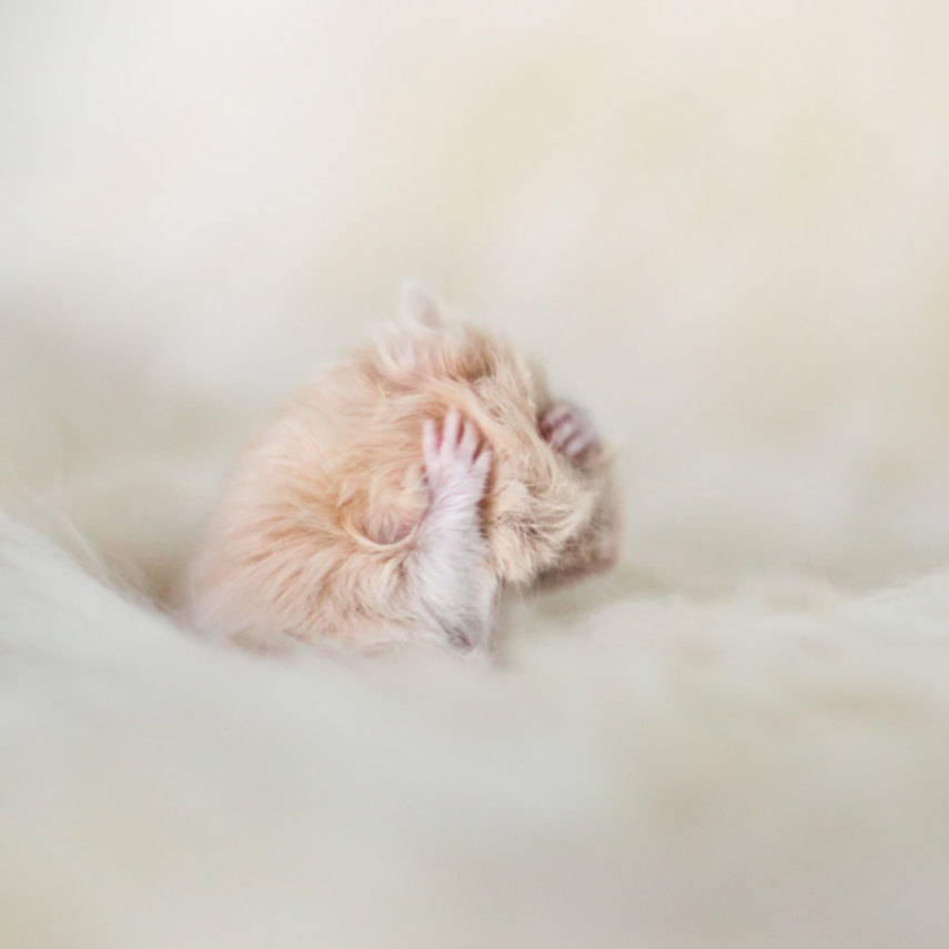 Sempre fofos, os hamsters são tão bonitinhos que dá vontade de apertar