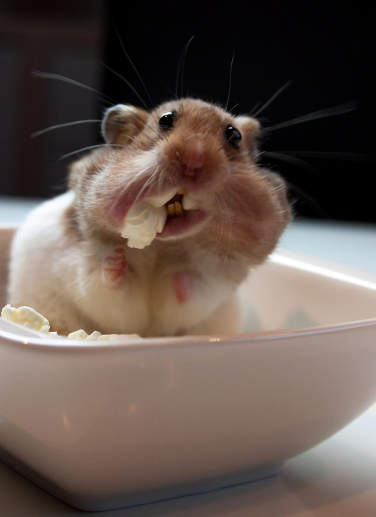 Sempre fofos, os hamsters são tão bonitinhos que dá vontade de apertar
