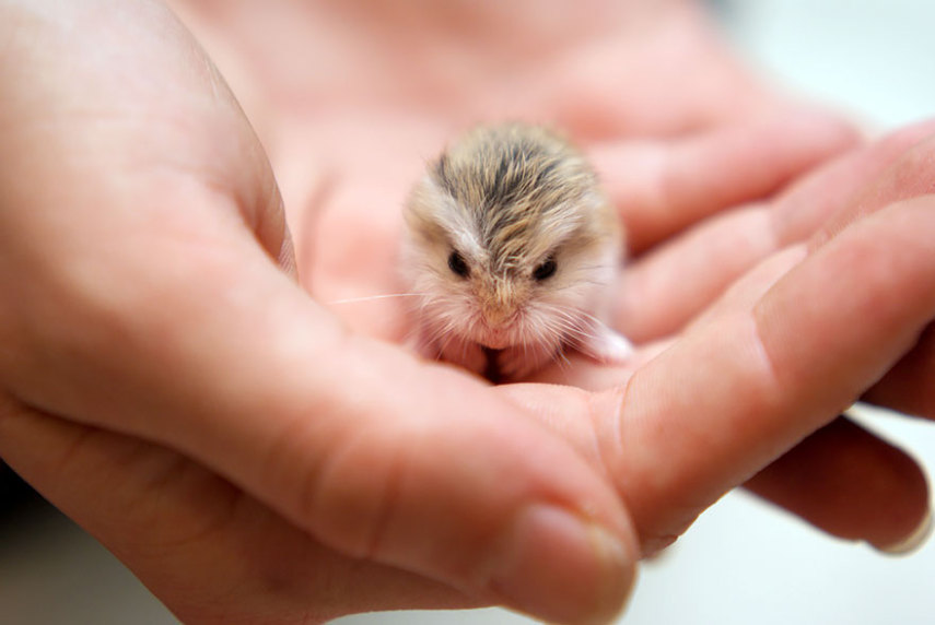 Sempre fofos, os hamsters são tão bonitinhos que dá vontade de apertar