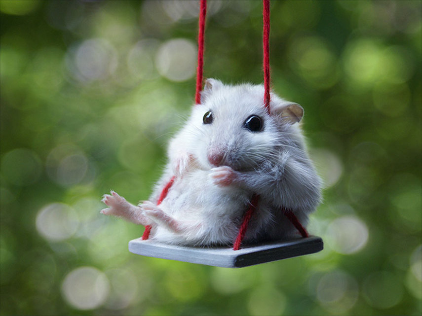 Sempre fofos, os hamsters são tão bonitinhos que dá vontade de apertar