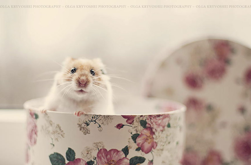 Sempre fofos, os hamsters são tão bonitinhos que dá vontade de apertar