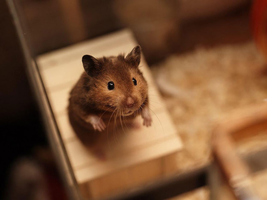Sempre fofos, os hamsters são tão bonitinhos que dá vontade de apertar