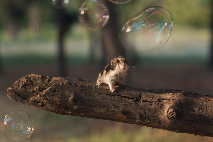 Sempre fofos, os hamsters são tão bonitinhos que dá vontade de apertar