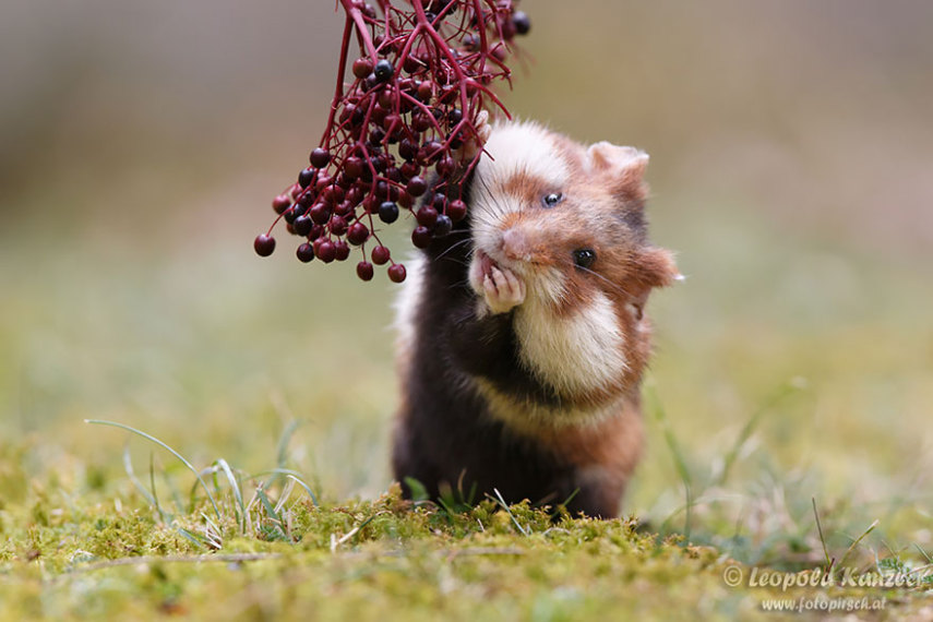 Sempre fofos, os hamsters são tão bonitinhos que dá vontade de apertar