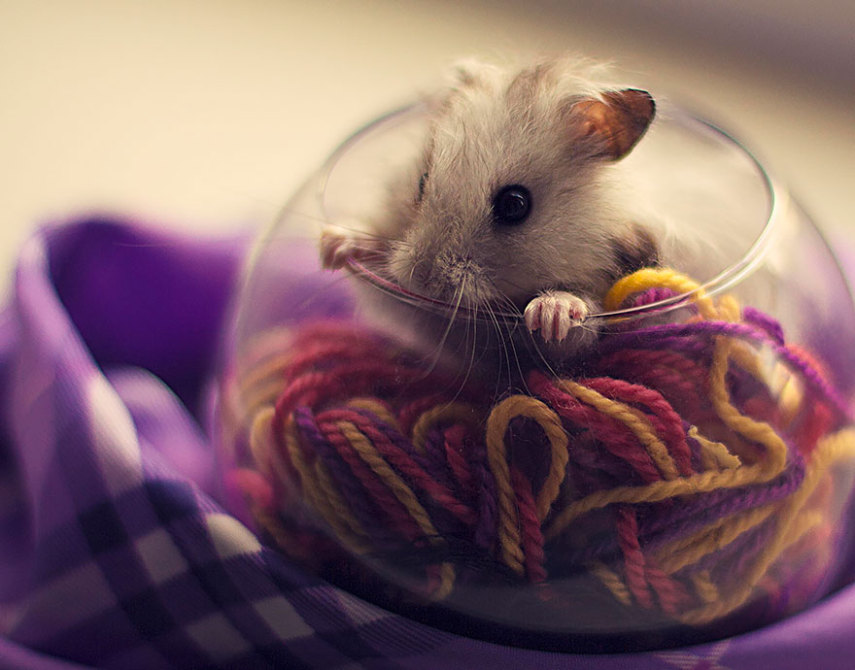 Sempre fofos, os hamsters são tão bonitinhos que dá vontade de apertar