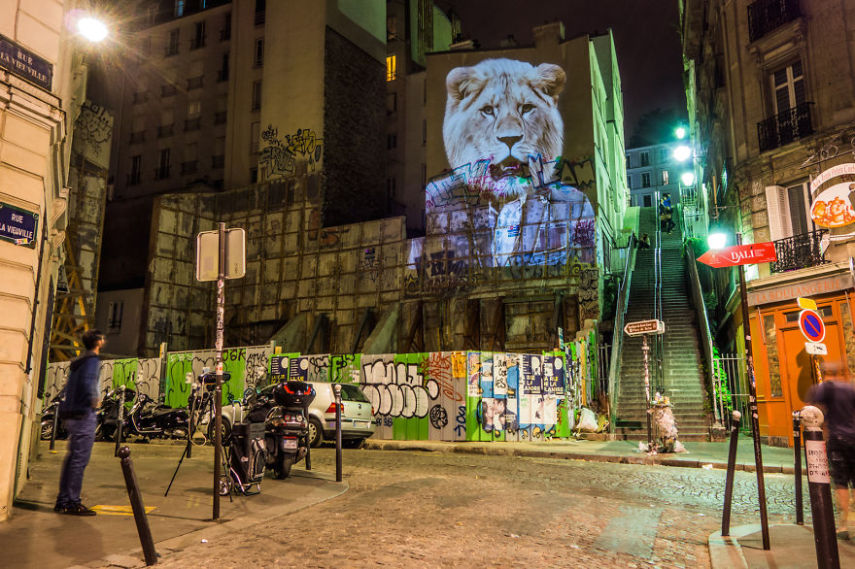 Fotógrafo oferece noite de Safari aos parisienses