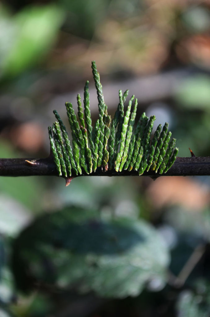 Artista cria cílios postiços 100% naturais