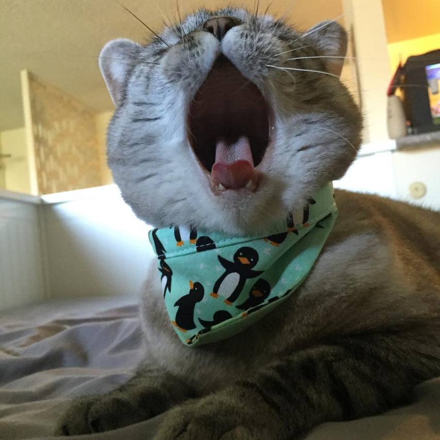 Nala, a gatinha zarolha, tem quase 2,5 milhões de seguidores no Instagram