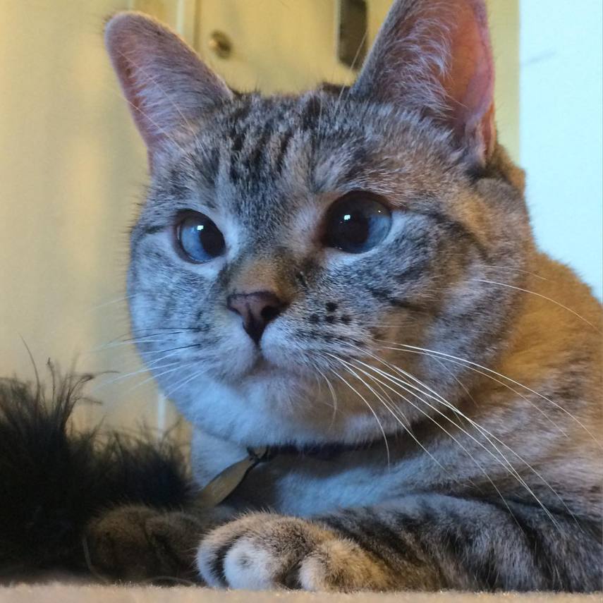 Nala, a gatinha zarolha, tem quase 2,5 milhões de seguidores no Instagram