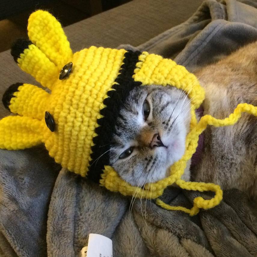 Nala, a gatinha zarolha, tem quase 2,5 milhões de seguidores no Instagram