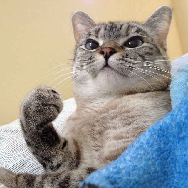 Nala, a gatinha zarolha, tem quase 2,5 milhões de seguidores no Instagram