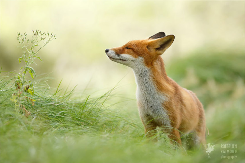 Fotógrafa holandesa registra raposas selvagens aproveitando tempo livre para relaxar