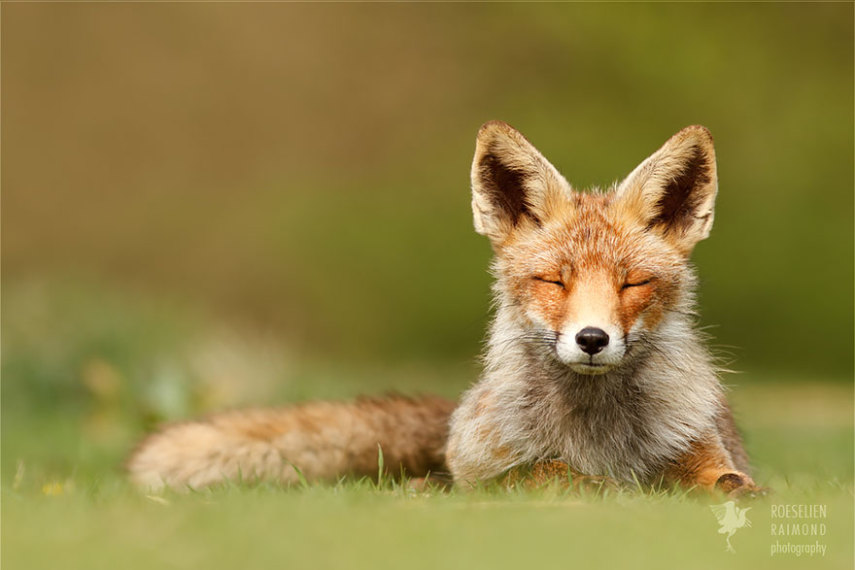 Fotógrafa holandesa registra raposas selvagens aproveitando tempo livre para relaxar