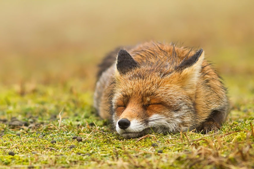 Fotógrafa holandesa registra raposas selvagens aproveitando tempo livre para relaxar