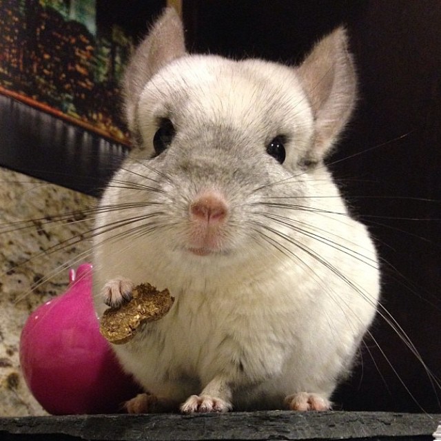 A chinchila ativista estadunidense usa sua fama de fofa para militar contra o uso de pele animal e para promover a adoção de animais. O rapazinho tem 96,6 mil seguidores no <a href=
